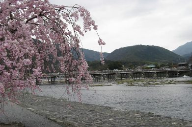 The cherry tree of Arashiyama.