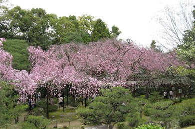 The cherry tree of Heian-jingu.