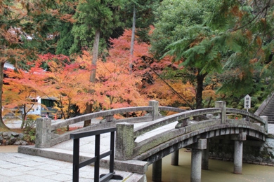 The autumnal leaves of Chion-in. 
