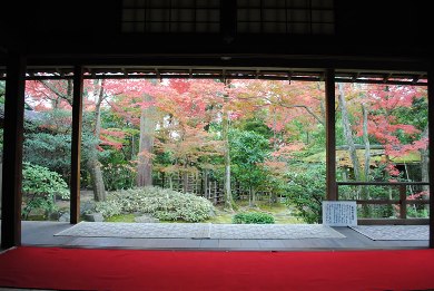 The cherry tree of Myoshin-ji.