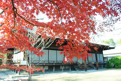 The autumnal leaves of Kanju-ji. 