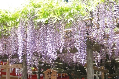 wisteria trellis of Kasuga-taisha.