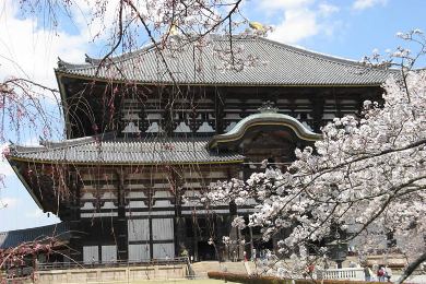 The cherry tree of Todai-ji.