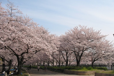 The cherry tree of Mint and Sakuranomiya.