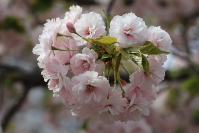 The cherry tree of Mint and Sakuranomiya.