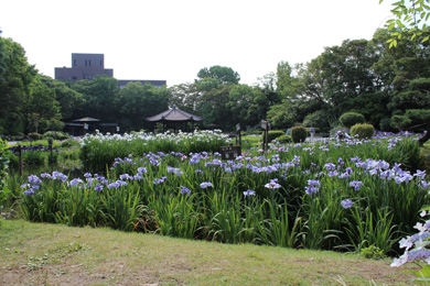 The Japanese Iris tree of Shirokita.