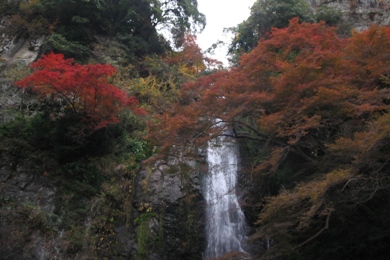 The cherry tree of Minoo.