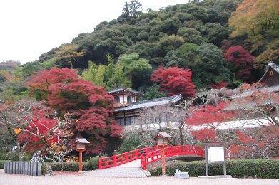 The cherry tree of Minoo.