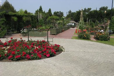 The cherry tree of Hamadera.