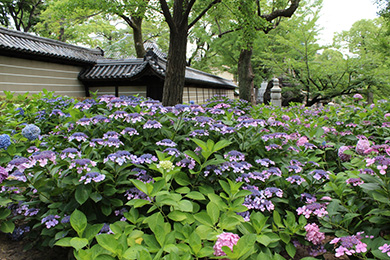 The cherry tree of Shitenno-ji.