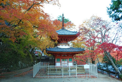 The cherry tree of Daiitoku-ji.