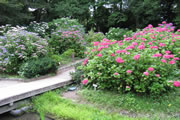 Kyoto Botanical Garden