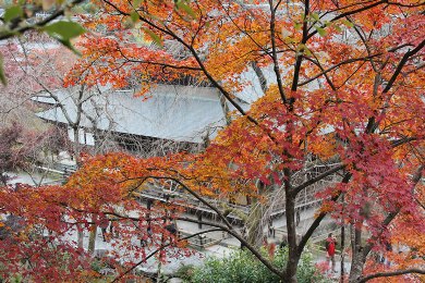 The autumnal leaves of Tenryu-ji. 