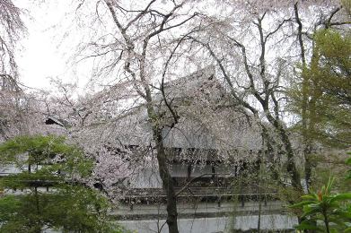 The cherry tree of Tenryu-ji.