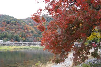 The autumnal leaves of Arashiyama. 