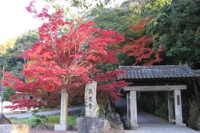 The cherry tree of Uji Area.