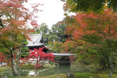 The autumnal leaves of kodai-ji. 