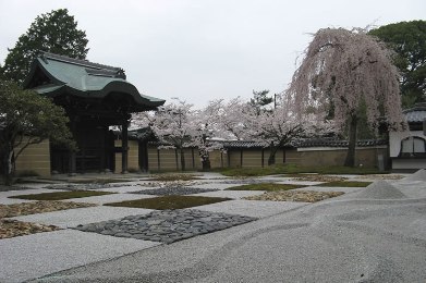 The cherry tree of kodai-ji.