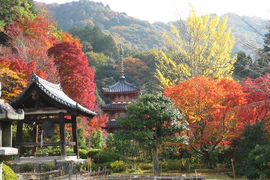 The autumnal leaves of Mimuroto-ji. 