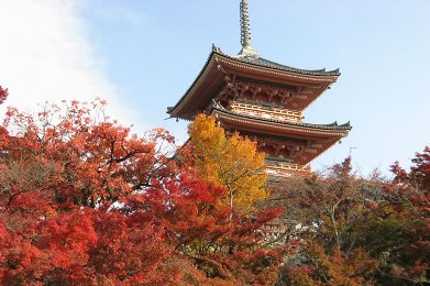 The autumnal leaves of Kiyomizu-dera. 