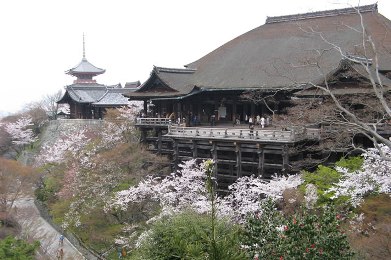 The cherry tree of Kiyomizu-dera.