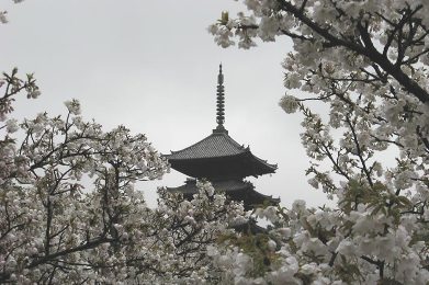 The cherry tree of Ninna-ji.