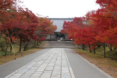 The autumnal leaves of Ninna-ji. 