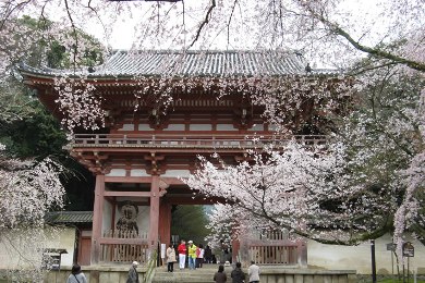 The cherry tree of Daigo-ji.
