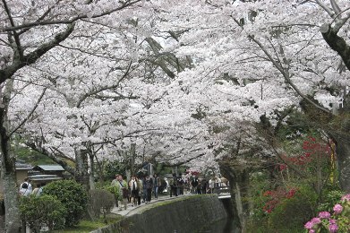 The cherry tree of Tetsugaku-no-michi.