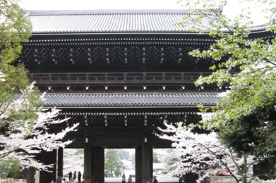 The cherry tree of Chion-in.