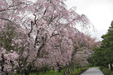 The cherry tree of Nijo-jo.