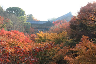 The autumnal leaves of Tofuku-ji. 