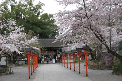 The cherry tree of Hirano-jinja.