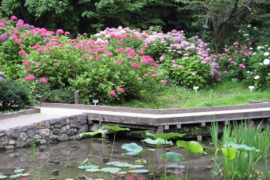 Kyoto Botanical Garden In Kyoto Is Introduced