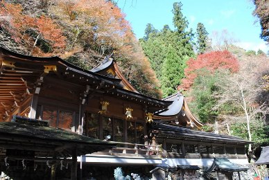 The autumnal leaves of Kifune-Jinja. 