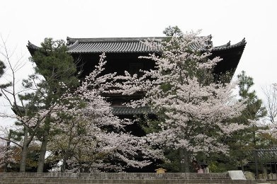 The cherry tree of Konkai-Komyo-ji.