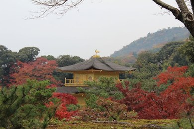 The autumnal leaves of Kinkaku-ji. 