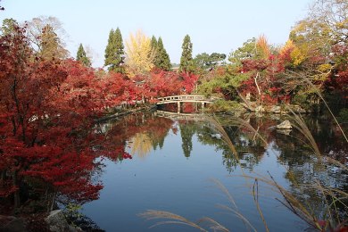 The autumnal leaves of Eikando Zenrin-ji. 