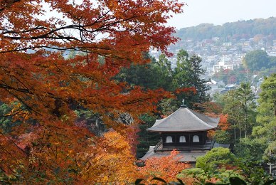The autumnal leaves of Ginkaku-ji. 