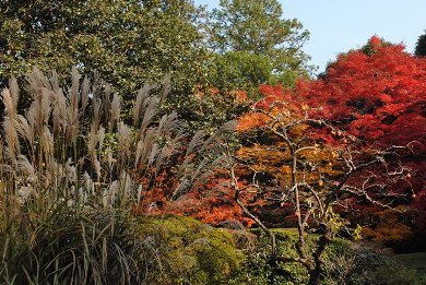 The autumnal leaves of Shisen-do. 