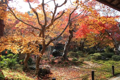 The autumnal leaves of Enko-ji. 