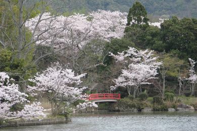 The autumnal leaves of Daikaku-ji. 