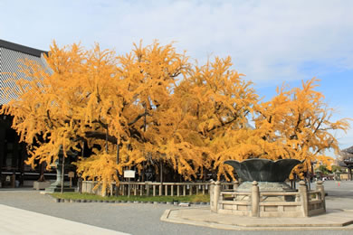 The autumnal leaves of Nishi-Hongan-ji. 