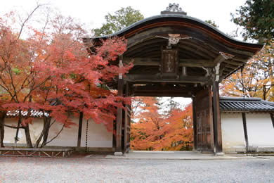 The autumnal leaves of Nison-in. 