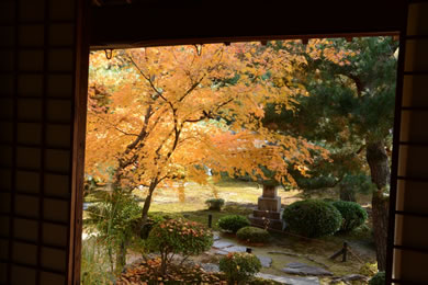 The autumnal leaves of Rokuo-in. 
