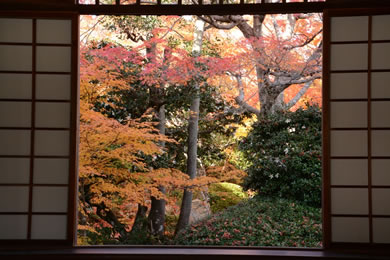 The autumnal leaves of Genko-an. 
