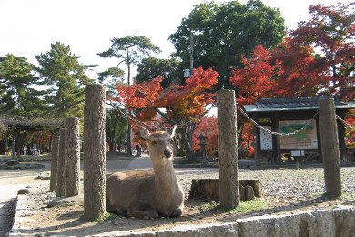 The autumnal leaves of Todai-ji. 