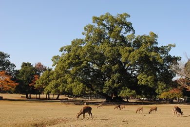 The autumnal leaves of Nara park. 