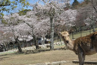 The cherry tree of Nara park.