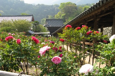 The cherry tree of Hase-dera-ji.